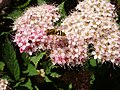 Eine Schwebfliege auf den Blüten eines Busches (Name des Busches mir auch unbekannt)