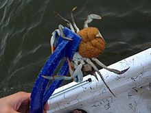 Female blue crab with eggs Female blue crab with eggs.jpg