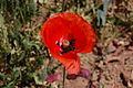 (Sinse 1.a) Ene rodje fleur di tonoere (Papaver rhoeas).