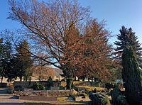 Blutbuchen auf dem Michelstädter Friedhof