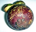 Plod Garcinia mangostana