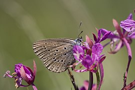 azuré des mouillères