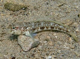 Gobius roulei