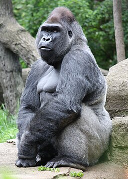 Gorilla 498