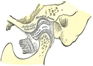 Sagittal section of the articulation of the ma...