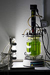 Algae cultivated in a photo bioreactor