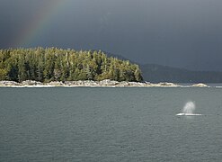 Baleine grise dans le Clayoquot sound.