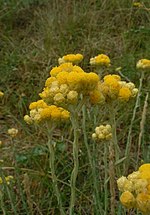 Miniatura per Helichrysum