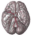 Arterien des Gehirns (Ansicht von unten, der rechte Schläfenlappen wurde teilweise entfernt)