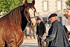 Breton horse