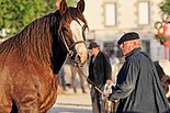 Horse trait breton 5622.jpg