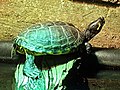 Sárgafülű ékszerteknős (Trachemys scripta scripta)