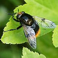 Volucella bombylans var. bombylans hembra