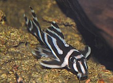 Hypancistrus zebra4305.jpg