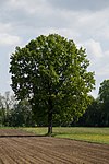 Stieleiche (Quercus robur)