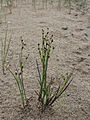 Druskinis vikšris (Juncus gerardi)