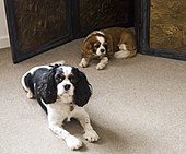 Cavalier King Charles spaniel triwarna dan Blenheim