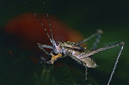 Phricta spinosa