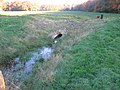 De knijpduiker van het retentiegebied Baasdam nabij Tubbergen