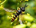 Leopoldius brevirostris (Slovaquie)