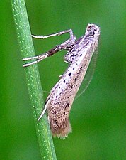 A moth resting on its abdomen and legs