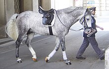 Traversant une rue dans un passage couvert, un homme mène en main un cheval gris sellé et harnaché.