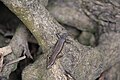 Lizard at the Trudu Falls