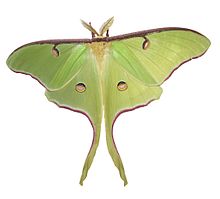 Luna Moth Wings