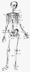 Människans skelett, Nordisk familjebok.png