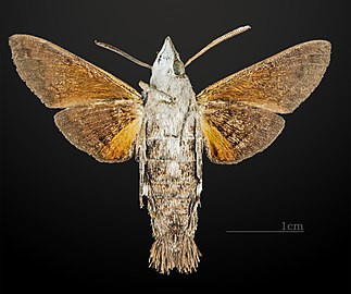 Ventral view