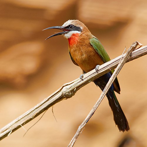 Белолобая щурка (Merops bullockoides)