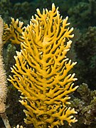 Millepora alcicornis o coral de fuego.