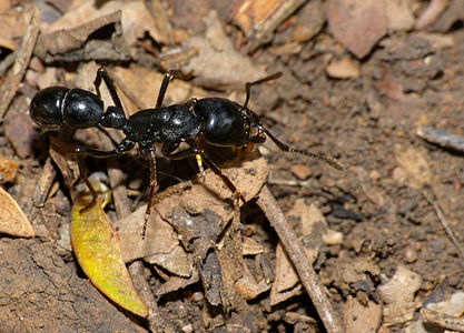 Plectroctena mandibularis, Ponerinae