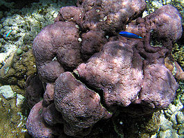 Montipora caliculata