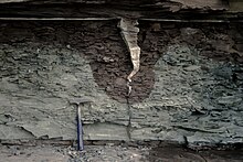 Cross-sectional view of ancient mudcrack