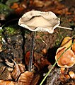 Marasmius sin. Mycetinis alliaceus