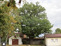 Eiche in Ochsendorf an der Straße "Am Sportplatz"