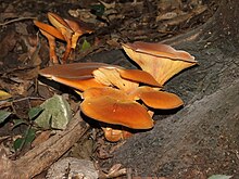 Omphalotus olearius Omphalotus olearius.JPG