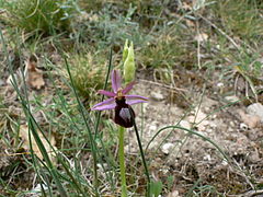 Ophrys bertolonii catalaunica