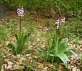 Miniatuur voor Associatie van hazelaar en purperorchis