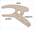 Estructura pélvica en Ornithischia (lateral izquierdo).