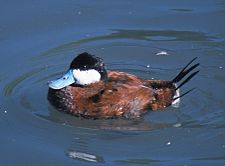 Amerikansk skarveand (Oxyura jamaicensis)