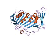 1u7b​: Kristalna struktura hPCNA vezanog za ostatke 331-350 flap endonukleaze-1 (FEN1)