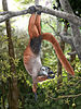 A giant lemur (Pachylemur) hangs from its feet while feeding on fruit below it.
