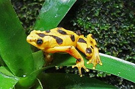 Panama-Stummelfußfrosch