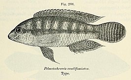 Parananochromis caudifasciatus
