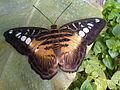 Parthenos sylvia