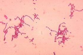 Peptostreptococcus spp