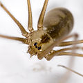 Große Zitterspinne (Pholcus phalangioides)