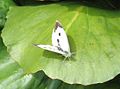 Stor kålsommarfugl (Pieris brassicae). Foto: Sander van der Molen